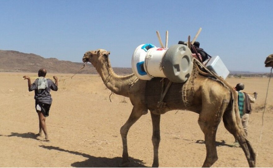 A camel gives a lift to the Arktek cooler, designed to give vaccines  the cold comfort they need to remain effective.