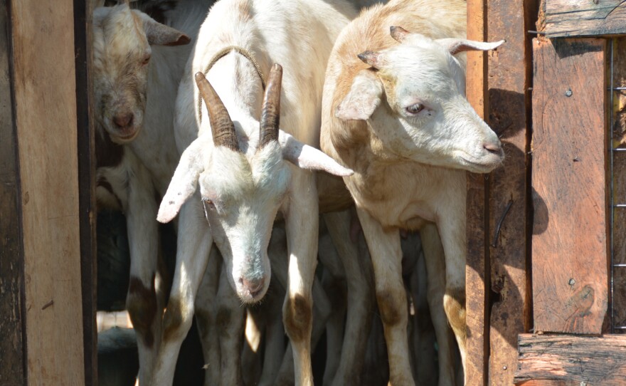 The Gallo goat is a secret weapon in efforts to cope with climate change.