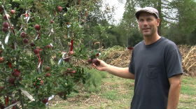 Teak Nichols with the Julian Apple Growers Association, picks an Arkansas Black apple from his tree in Julian, Calif., Sept. 22, 2015.