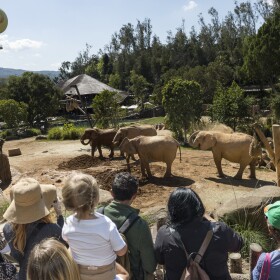 The image is a photograph of people overlooking elephants at the San Diego Zoo Safari Park on March 5, 2026.