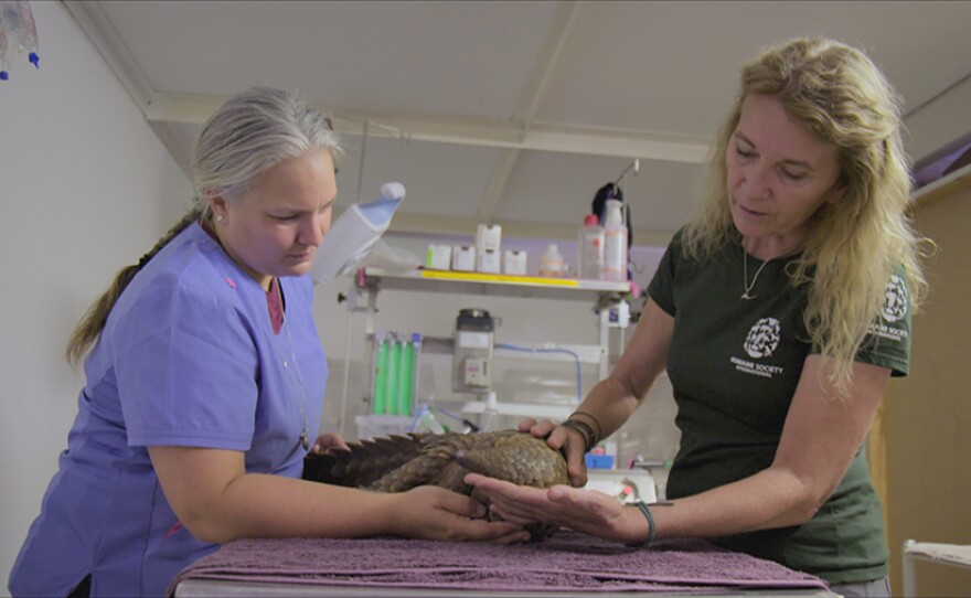 Nicci Wright treating pangolin, South Africa.