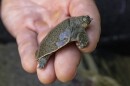 This Aug. 16, 2022 photo shows an Indian narrow-headed softshell turtle at the San Diego Zoo.