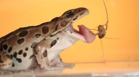 A leopard frog catches a cricket using its sticky tongue.
