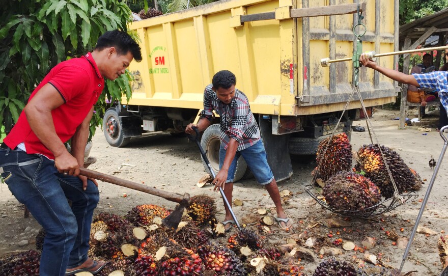 Workers load a truck with palm fruit for a trip to a mill, where the fruit will be processed into crude palm oil.
