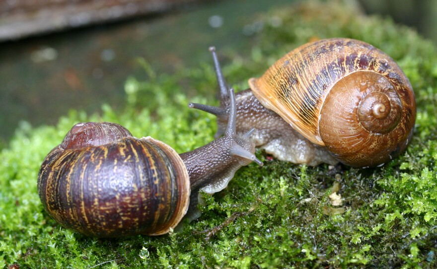 Rare snail Jeremy (left) meets a potential mate named Lefty.