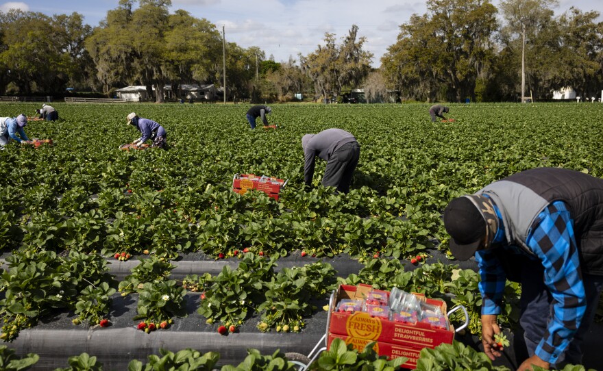 Farmworkers pick strawberries at a Sanchez Farm field in Plant City, Florida, U.S., February 28, 2024.