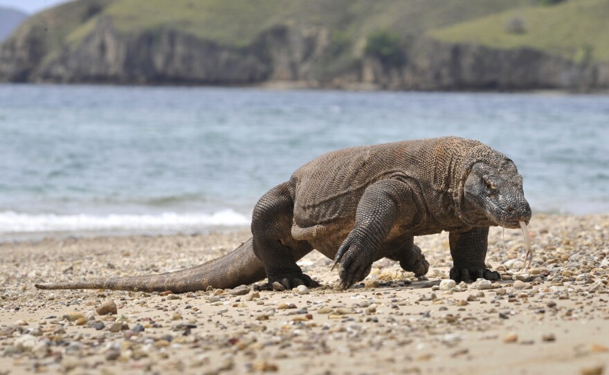 In this photograph taken in 2010, a Komodo dragon prowls the shore of Komodo island, the natural habitat of the world's largest lizard.