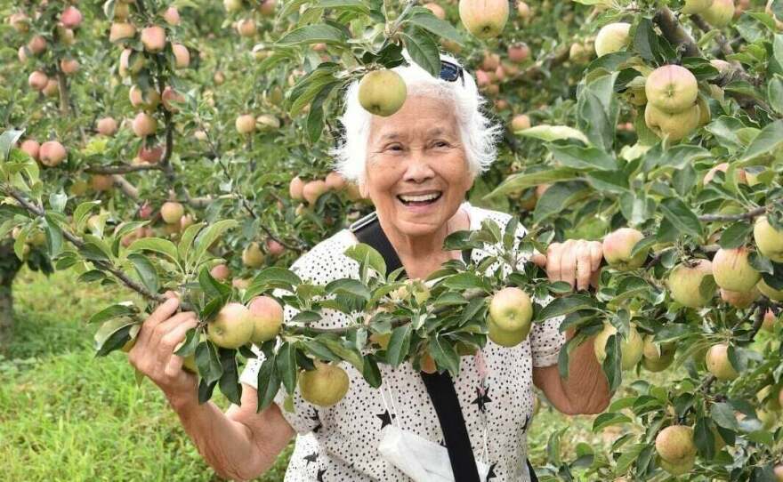 Yu goes apple picking on a visit to Tokat, Turkey, in 2021.