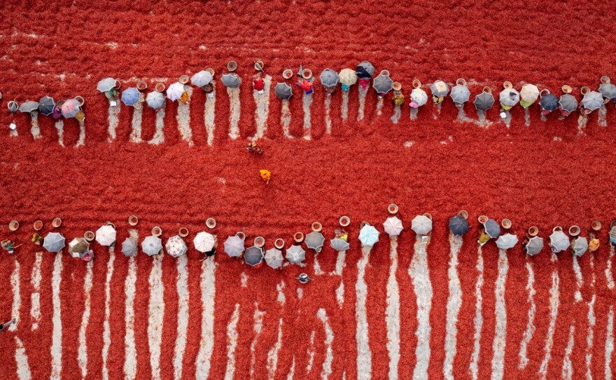 Women sort dry red chiles at a factory in Bogura, Bangladesh. "Bogura's chiles are famous around the country," says photographer MD Tanveer Hassan Rohan. But the workers only get paid "$2 after 10 hours of work – and in some places they get less."