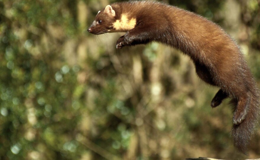 A leaping Pine Marten. The Burren, County Clare, Ireland.