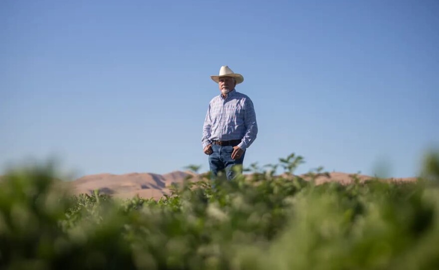 Joe Del Bosque, owner of Del Bosque Farms, stands in one of his melon fields as they are being harvested outside of Firebaugh on Sept. 11, 2025.