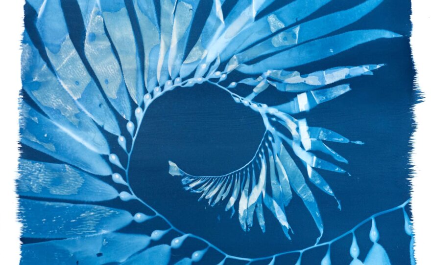 the imprint of a spiraled string of kelp is shown in pale whites and blues against a rich cyanotype background