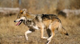 A Mexican Gray Wolf.