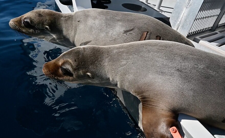 Sea lions being returned to the wild Jan. 30, 2020, after several weeks of rehabilitation at SeaWorld San Diego. 