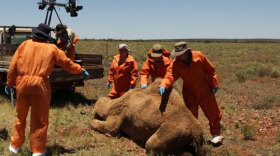 Veterinary scientist Mark Evans and comparative anatomist Joy Reidenberg brave the baking desert of the Australian Outback to dissect a camel.