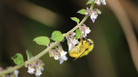 Wild pollinators like this bumblebee are integral to farmers' livelihoods and nutrition.