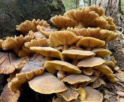 Nature Education Series: Mushrooms