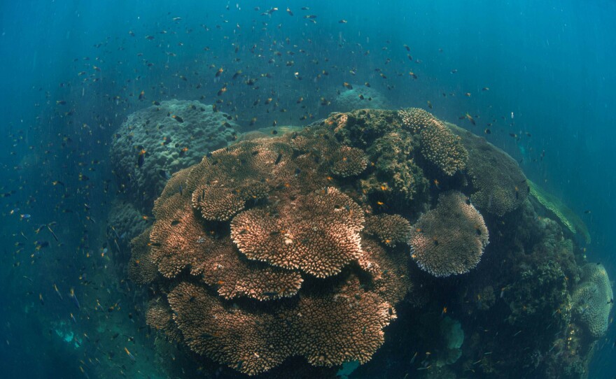 Healthy corals off Magnetic Island on the Great Barrier Reef were able to survive bleaching events.