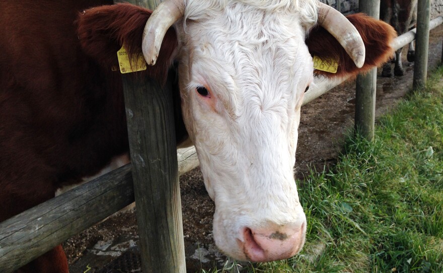 In exchange for a fee of 60 euros, members of Adopt A Cow get an assortment of aged and soft cheeses made from the milk of cows like Mery.