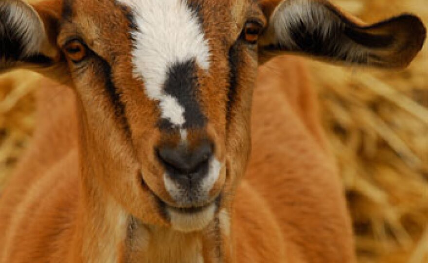 A goat. VICTORY GARDEN’s EdibleFEAST travels from garden to sea, mountains to fields, to learn about fresh local foods and the people who grow and produce them.