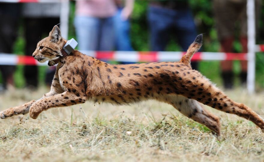 A lynx leaves his cage during a release into the wild, in July in Kaiserlautern, western Germany.
