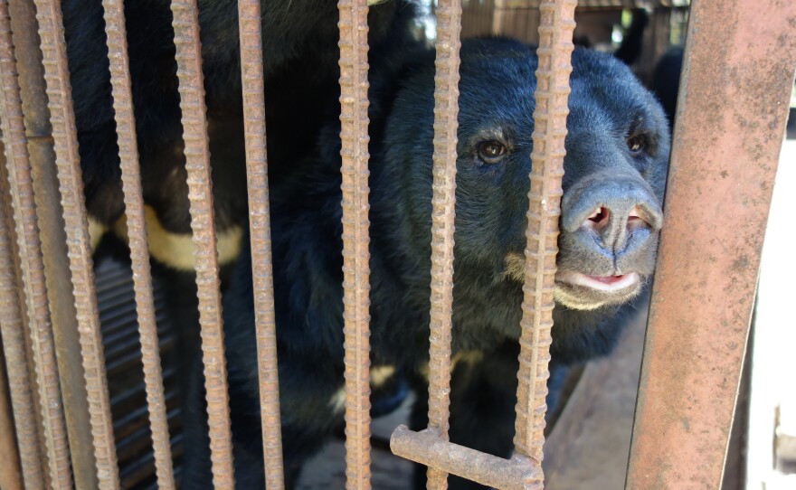The Asiatic black bear is now an endangered species, after being captured in the wild and farmed for its bile.