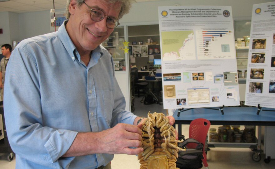Research and collections chief Jonathan Coddington displays a giant marine isopod.  Isopods live hundreds of meters down in the Gulf, but are occasionally brought up by fishing trawlers.