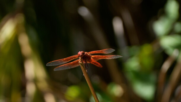 A dragonfly rests on a plant at the Lake Merritt Dragonfly Habitat Garden in Oakland, Calif., Friday, Aug. 21, 2026. (AP Photo/Jeff Chiu)