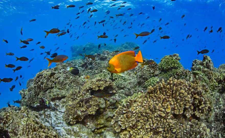 Fish swimming in the Revillagigedo National Park off the coast of Mexico in this undated photo.