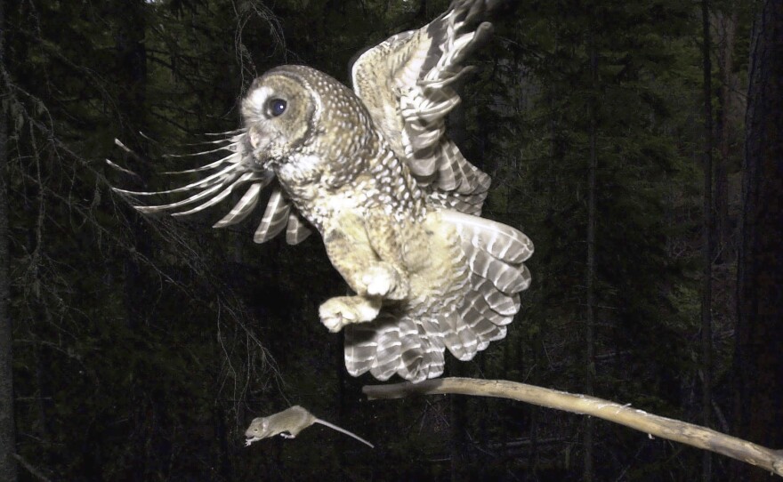 A Northern Spotted Owl flies after an elusive mouse jumping off the end of a stick in the Deschutes National Forest near Camp Sherman, Ore. May 8, 2003.