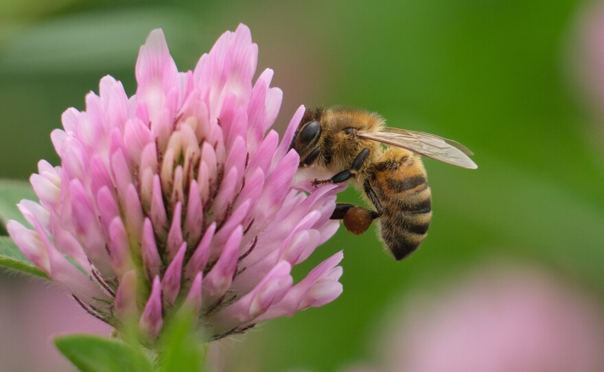 A bee sucks nectar from a flower in Berlin, Germany. Bee populations are in decline in industrialized nations across the globe.