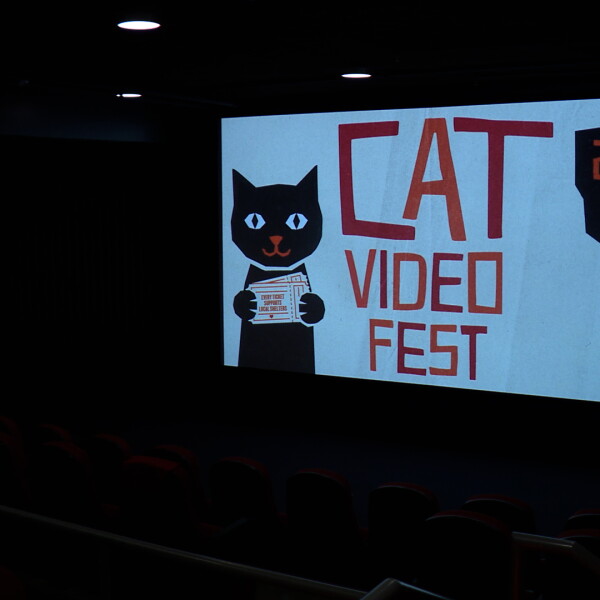 CatVideoFest Draws Crowds to San Diego’s Digital Gym Cinema