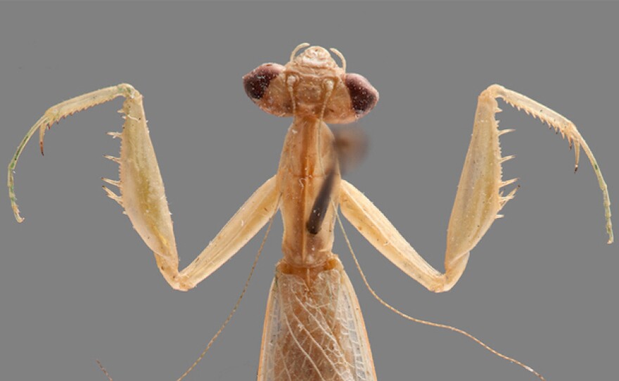 Ilomantis ginsburgae is a newly identified species of leaf-dwelling praying mantis, named after U.S. Supreme Court Justice Ruth Bader Ginsburg.