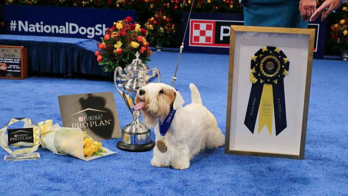 National Dog Show 2025 event showcasing different dog breeds competing