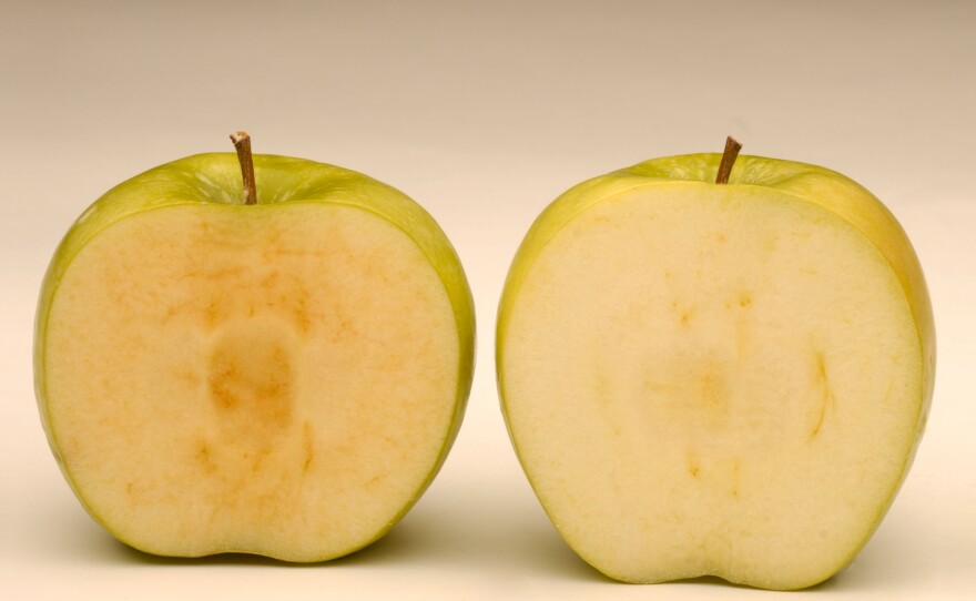Soon after being sliced, a conventional Granny Smith apple (left) starts to brown, while a newly developed GM Granny Smith stays fresher looking.