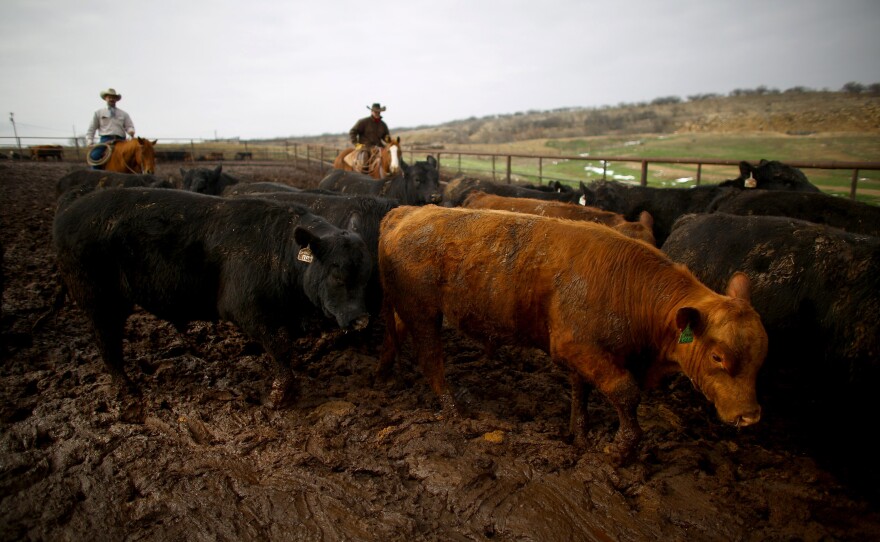 Donnell Brown and another cowboy move a grouping of bulls from one pen to another on ribeye ultrasound day at the R.A Brown Ranch.