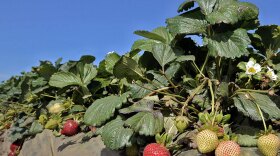 California's strawberry fields have become the latest battleground in a series of skirmishes over pesticide use. Growers say they need state regulators to approve the use of the fumigant methyl iodide as a replacement for methyl bromide, which damages the ozone layer.