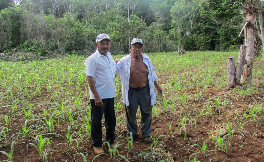 Farmers Gualberto Casanova (left) and Dionisio Yam Moo stand among young corn plants in Yam Moo's improved milpa plot.