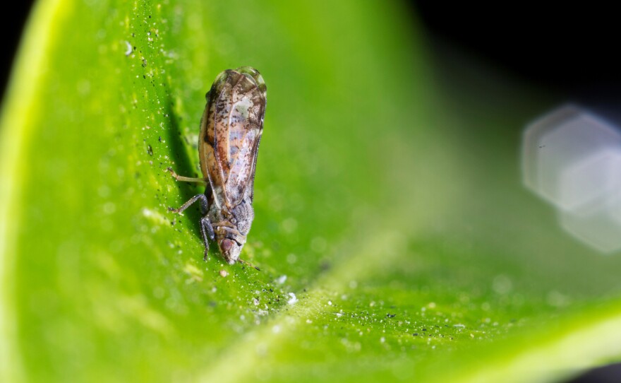 The parasitic wasp Tamarixia radiata is the natural enemy of the invasive Asian citrus psyllid.