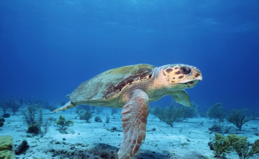 A female loggerhead turtle sets off to lay eggs in the place where she was born.