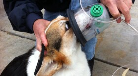 Cassie demonstrates how to wear a pet-oxygen mask. 