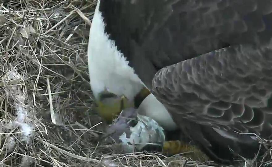 Shortly after daybreak Friday, a baby bald eagle began to emerge from its egg in earnest.