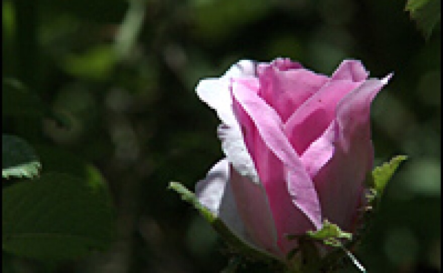 A single rose was all that was left of the flowers Azizi planted in Nimla garden.