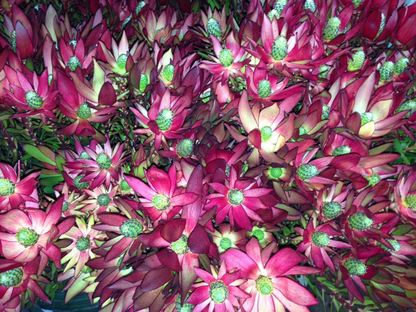 Flowers, Rainbow Hill Protea