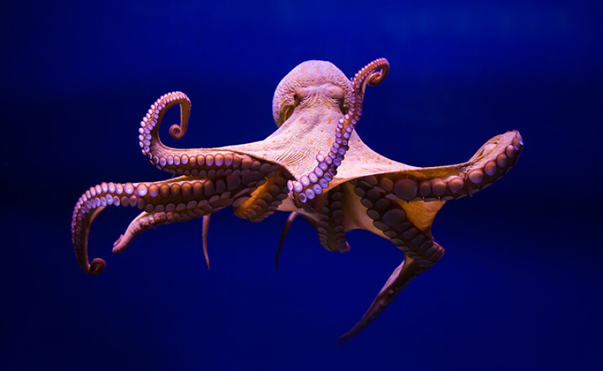 The common octopus (Octopus vulgaris)