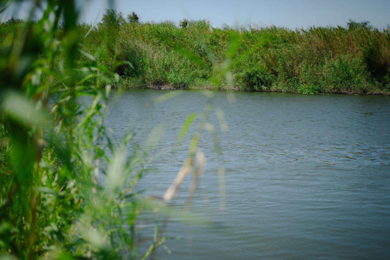 The Colorado River winds through the Quechan Reservation in Imperial County on April 27, 2024. The tribe is working to restore hundreds of native trees along the banks of the beleaguered river.