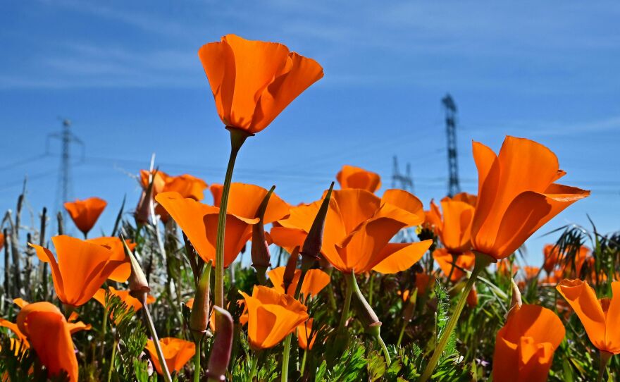 California poppies bloom at the Antelope Valley California Poppy Reserve on Thursday. California's biologically diverse landscapes are home to more than 7,000 species of native plants, including the California poppy, also known as golden poppy.