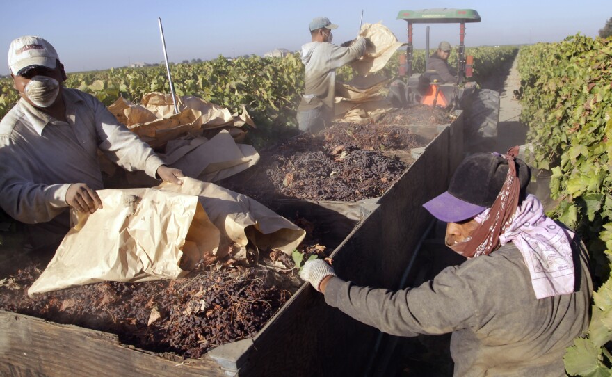 Farmworkers near Fresno, Calif., pick paper trays of dried raisins off the ground and heap them onto a trailer in the final step of raisin harvest on Sept. 24, 2013.