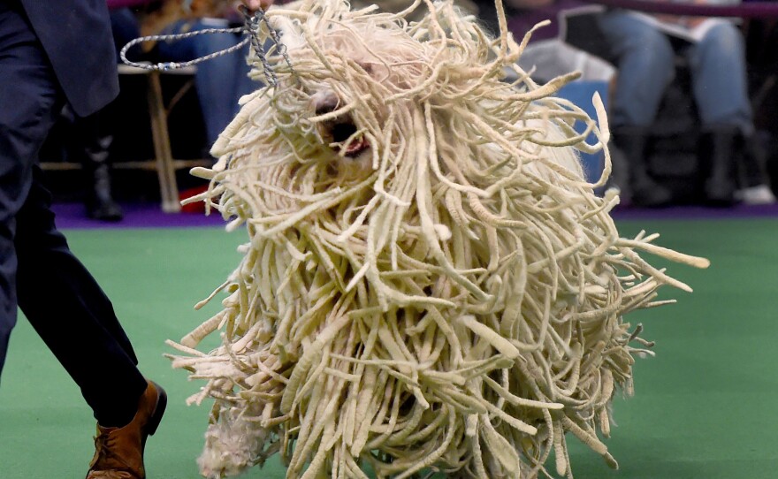 A Komondor shows its stuff in the judging ring.