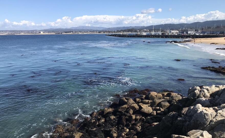 The Monterey Bay’s kelp forest is now a patchy mosaic in an undated photo. Not that long ago it spread out across the entire bay.